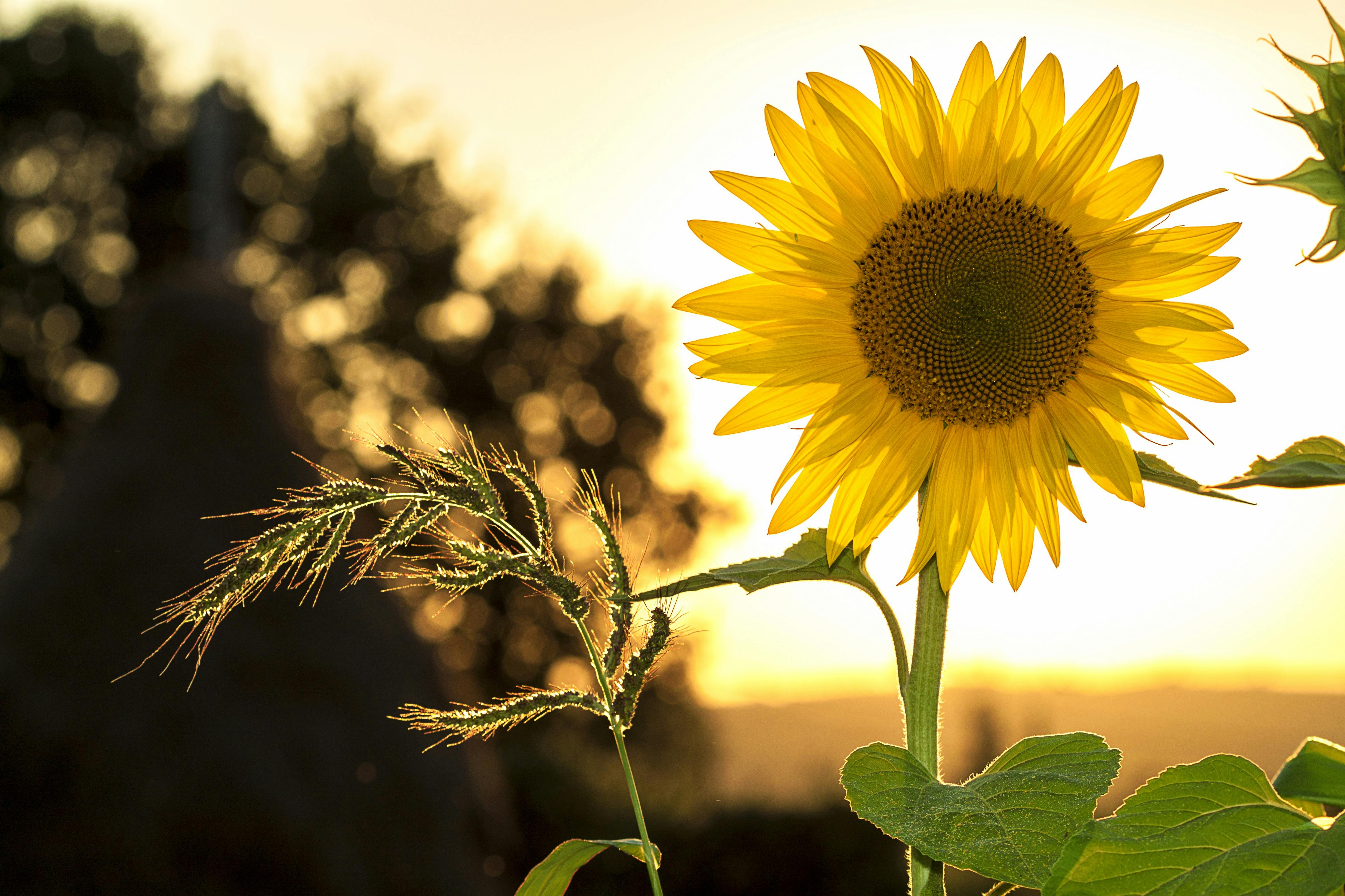 Signs of Vitamin D Deficiency & why you might have it
